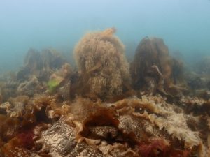 Sandy Bay, Orlock Point