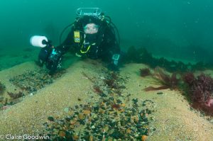 Church Bay Maerl Bed