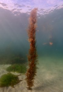 Sandy Bay, Orlock Point