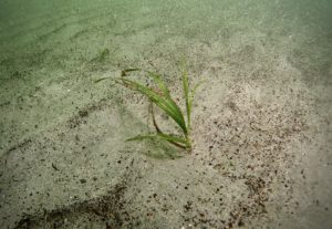 Glenarm Bay Seagrass