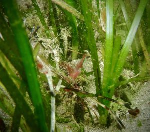 Glenarm Bay Seagrass