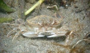 Glenarm Bay Seagrass