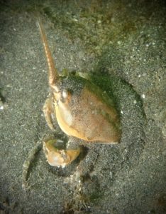 Glenarm Bay Seagrass