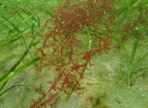 Glenarm Bay Seagrass