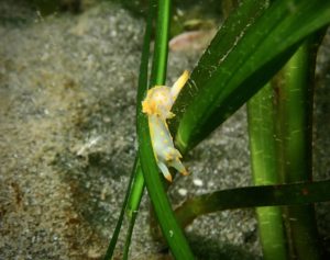 Glenarm Bay Seagrass