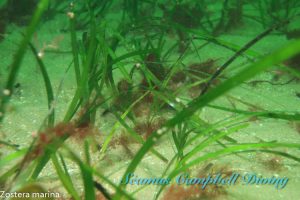 Waterfoot MCZ Seagrass Bed