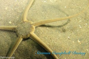 Waterfoot MCZ Seagrass Bed