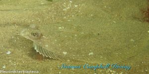 Waterfoot MCZ Seagrass Bed