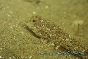 Waterfoot MCZ Seagrass Bed