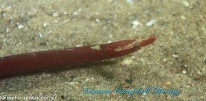 Waterfoot MCZ Seagrass Bed