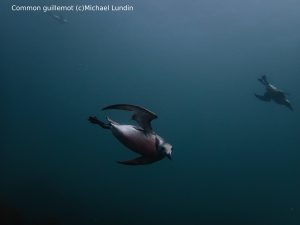 Guillemot Gully