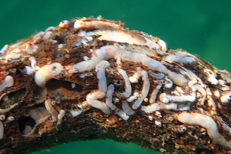 A call for records on two invasive shipworm species