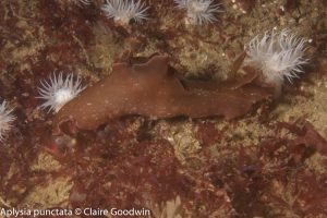 Castle Island Reef