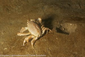 Church Bay Maerl Bed