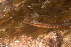 Large Skerries SW Wall