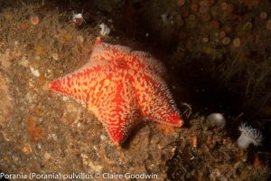 Church Bay Maerl Bed