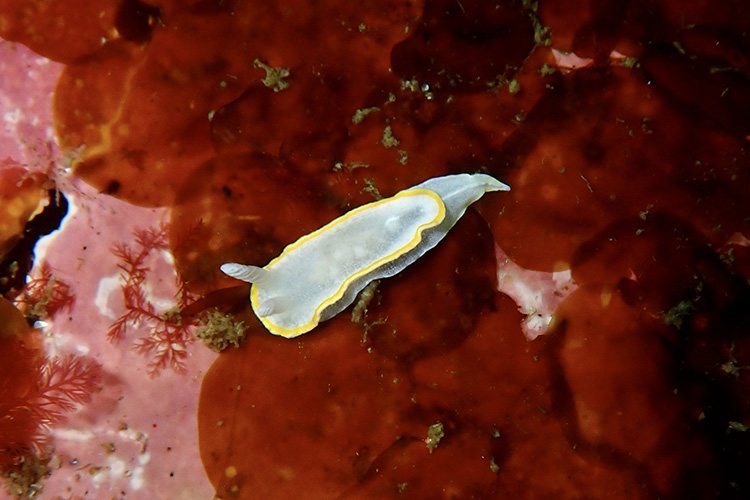 Local diver records new sea slug for Ireland